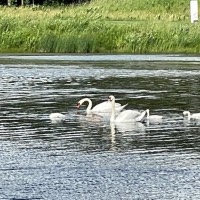 White Swans at the Meadows GC